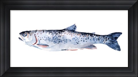 Framed Freckled Trout III Print