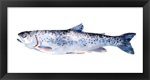 Framed Freckled Trout III Print