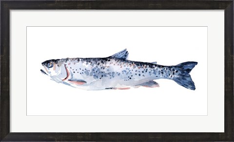 Framed Freckled Trout III Print