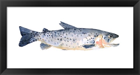 Framed Freckled Trout IV Print