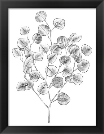 Framed Eucalyptus Sketch I Print