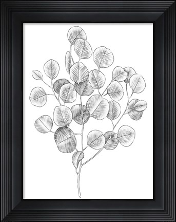 Framed Eucalyptus Sketch II Print