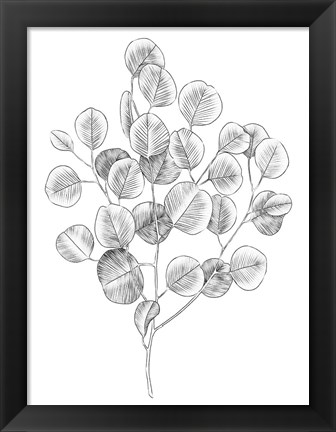 Framed Eucalyptus Sketch II Print