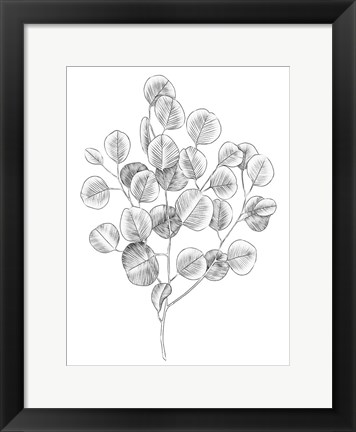 Framed Eucalyptus Sketch II Print