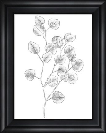 Framed Eucalyptus Sketch III Print