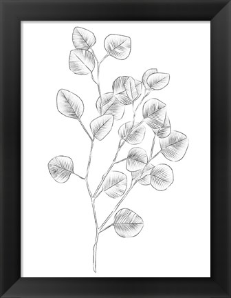 Framed Eucalyptus Sketch III Print