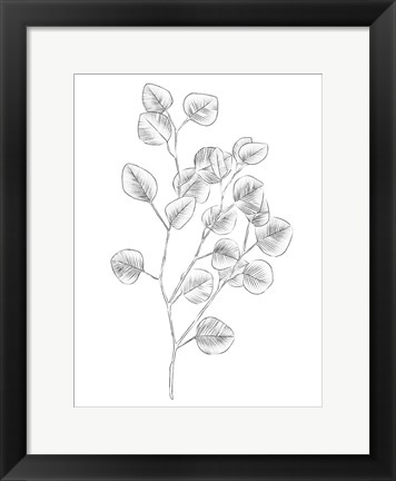 Framed Eucalyptus Sketch III Print