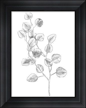Framed Eucalyptus Sketch IV Print
