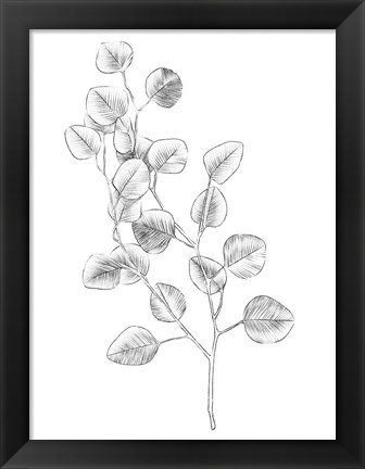 Framed Eucalyptus Sketch IV Print