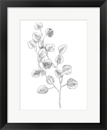 Framed Eucalyptus Sketch IV Print