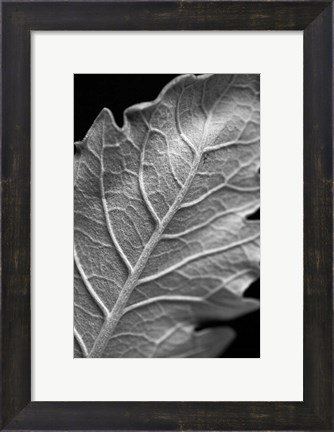 Framed Striking Leaf I Print