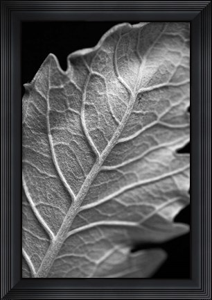 Framed Striking Leaf I Print