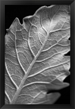 Framed Striking Leaf I Print