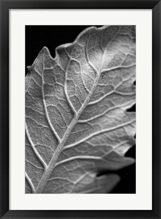 Framed Striking Leaf I Print