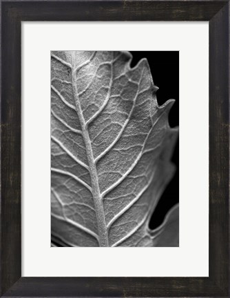 Framed Striking Leaf II Print