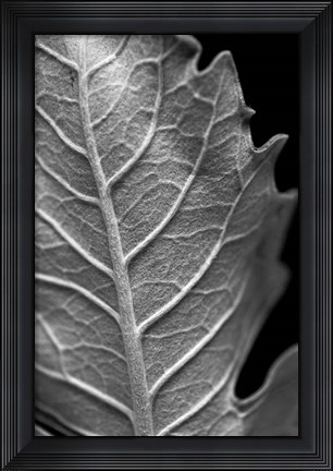 Framed Striking Leaf II Print