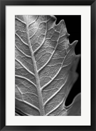 Framed Striking Leaf II Print