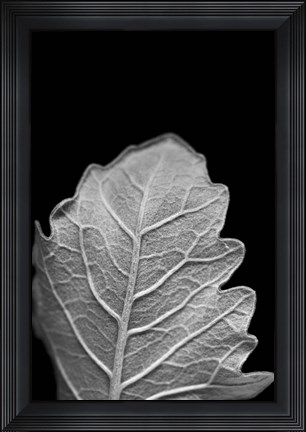 Framed Striking Leaf III Print