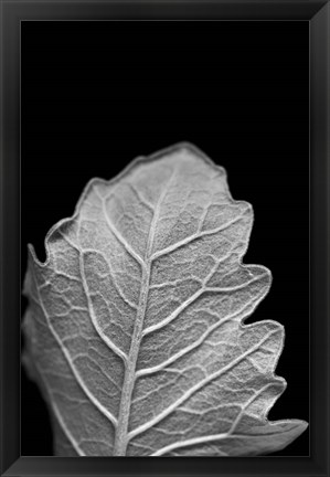 Framed Striking Leaf III Print