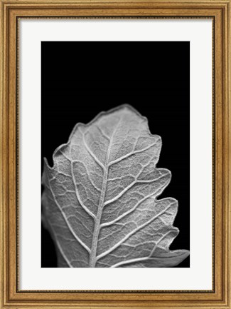 Framed Striking Leaf III Print