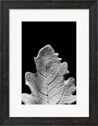 Framed Striking Leaf IV Print