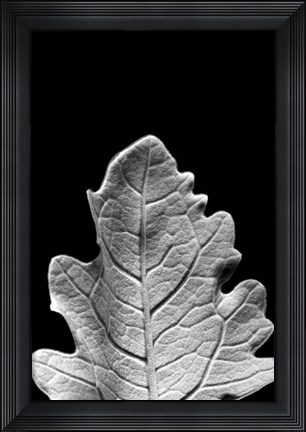 Framed Striking Leaf IV Print