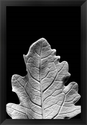 Framed Striking Leaf IV Print