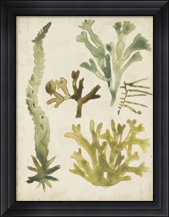 Framed Vintage Sea Fronds I Print