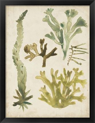 Framed Vintage Sea Fronds I Print