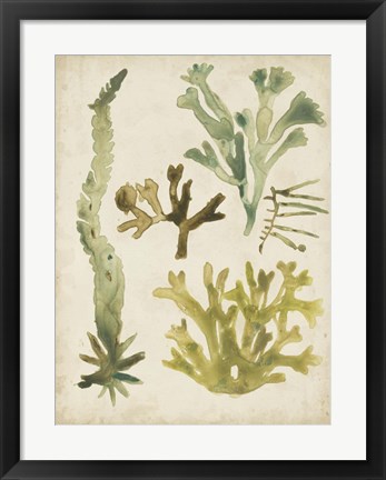 Framed Vintage Sea Fronds I Print