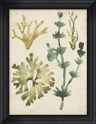 Framed Vintage Sea Fronds II Print