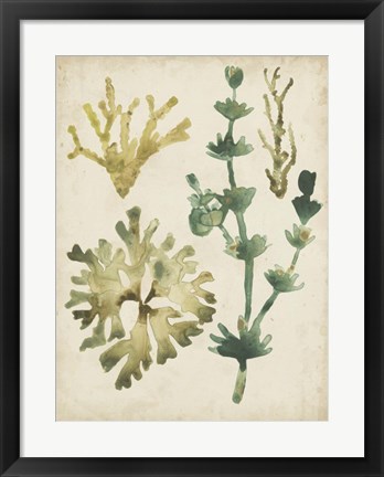 Framed Vintage Sea Fronds II Print