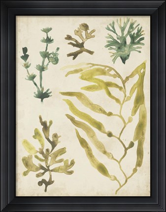 Framed Vintage Sea Fronds IV Print