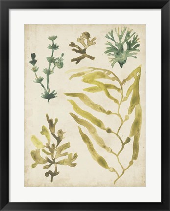 Framed Vintage Sea Fronds IV Print