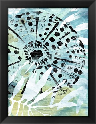 Framed Echinoidia II Print