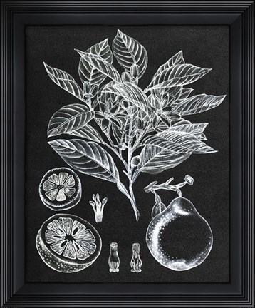 Framed Citrus Botanical Study I Print