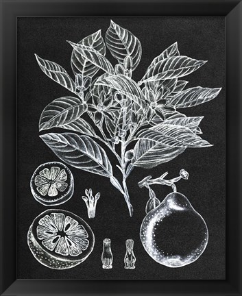 Framed Citrus Botanical Study I Print