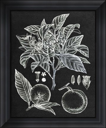 Framed Citrus Botanical Study II Print
