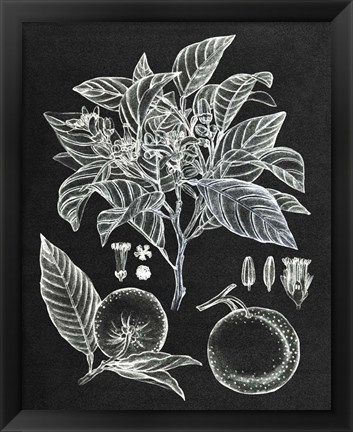 Framed Citrus Botanical Study II Print