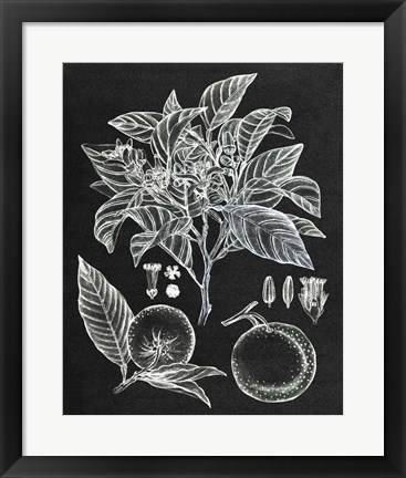 Framed Citrus Botanical Study II Print