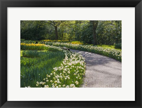 Framed Sunlit Path In Daffodil Garden Print