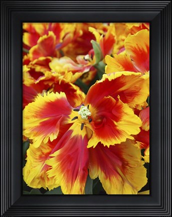 Framed Yellow And Red Parrot Tulips Print