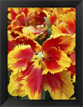 Framed Yellow And Red Parrot Tulips Print