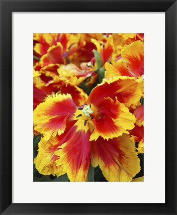 Framed Yellow And Red Parrot Tulips Print