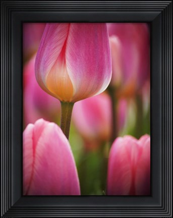 Framed Macro Of Colorful Tulip 2, Netherlands Print