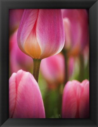 Framed Macro Of Colorful Tulip 2, Netherlands Print