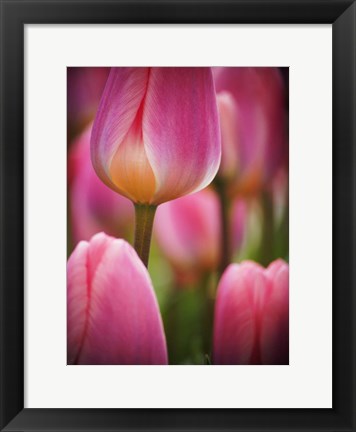 Framed Macro Of Colorful Tulip 2, Netherlands Print