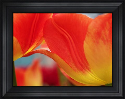 Framed Macro Of Colorful Tulip 3, Netherlands Print