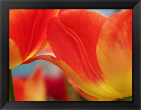 Framed Macro Of Colorful Tulip 3, Netherlands Print