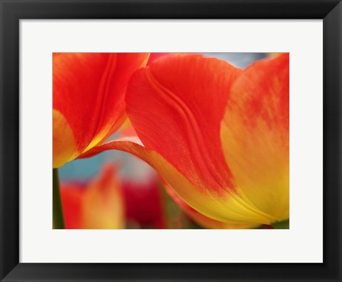 Framed Macro Of Colorful Tulip 3, Netherlands Print